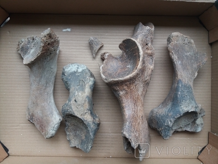Тазові кістки мамонта, носорога., фото №2