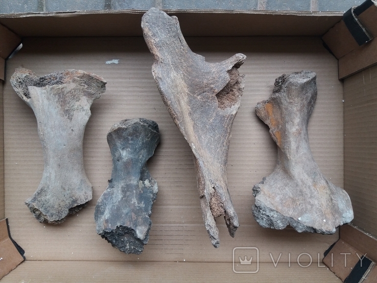 Тазові кістки мамонта, носорога., фото №3
