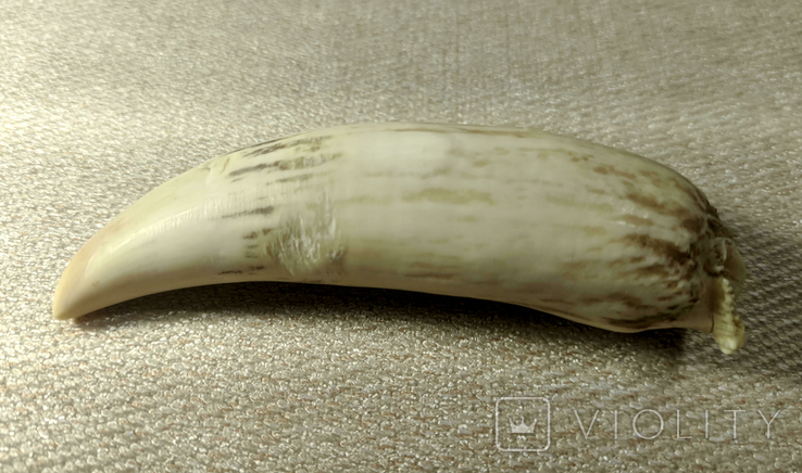  Зуб кашалота, 130 г, фото №3