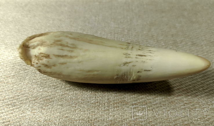  Зуб кашалота, 130 г, фото №4