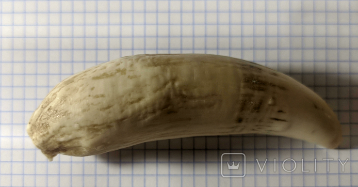  Зуб кашалота, 130 г, фото №5