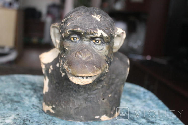 Бюст шимпанзе наглядное пособие, фото №2