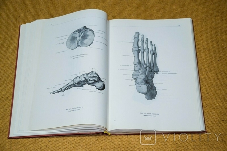 Анатомический атлас человека 1 том 1973, фото №7