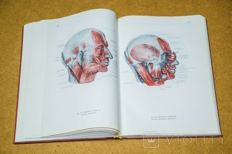 Анатомический атлас человека 1 том 1973, фото №9