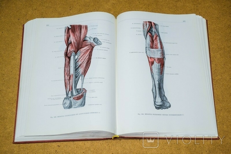 Анатомический атлас человека 1 том 1973, фото №12