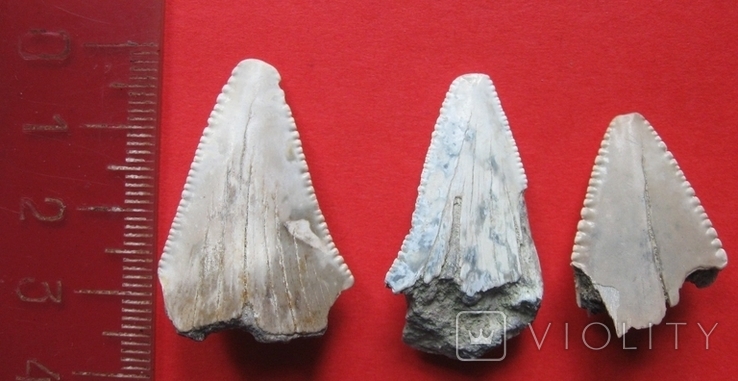 Крупные зубы ископаемой акулы - 3 шт., фото №2