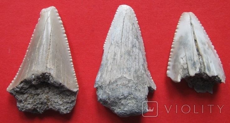 Крупные зубы ископаемой акулы - 3 шт., фото №4
