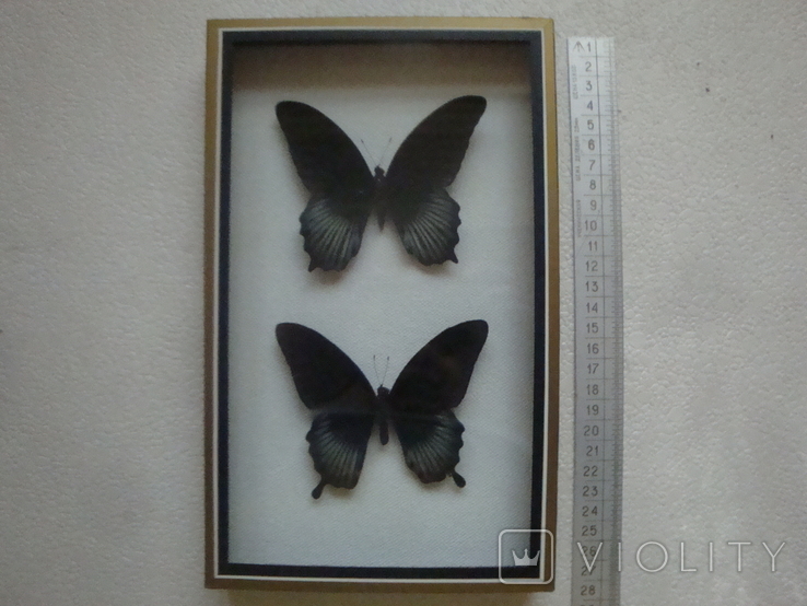 " Бабочки " сувенир, фото №2