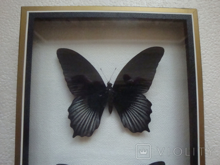 " Бабочки " сувенир, фото №3