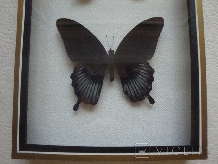 " Бабочки " сувенир, фото №4