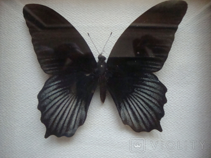 " Бабочки " сувенир, фото №5