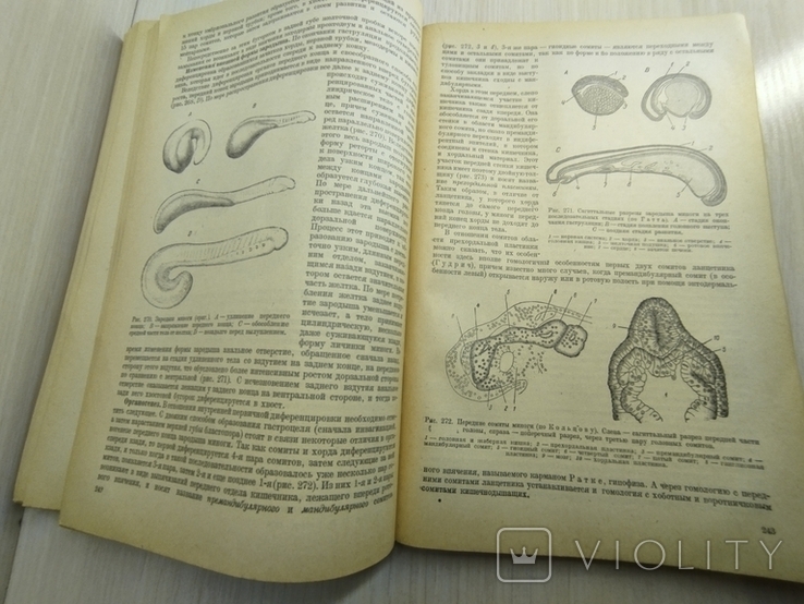 1945 г. " Руководство по общей и сравнительной эмбриологии" Проф. П.П.Иванов, фото №5