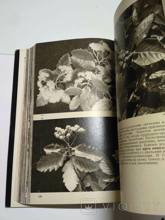 Иллюстрированная энциклопедия растений, фото №7