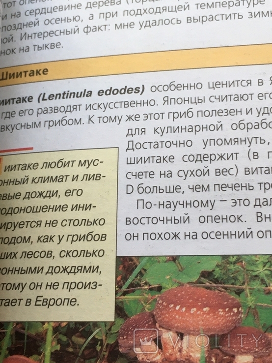 Вирощуємо гриби на садові ділянці. Ф.Карпов., фото №6