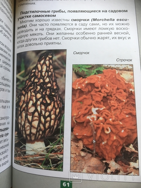Вирощуємо гриби на садові ділянці. Ф.Карпов., фото №8