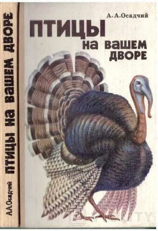 Птицы на вашем дворе. Авт.А.Осадчий.1987 г., фото №2