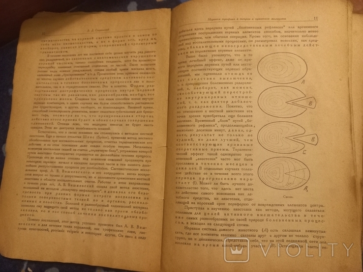 1934г Нервная трофика в теории и практики медицины.159с., фото №6
