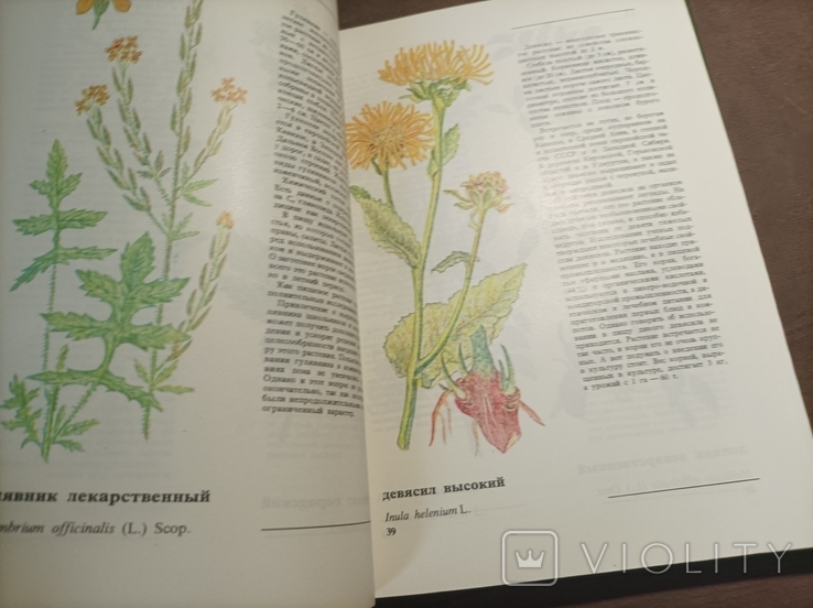 Дикорастущие съедобные растения в нашем питании 1980, фото №6