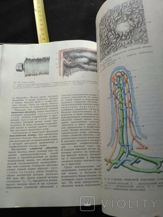 Анатомия человека 2 том 1985, фото №9