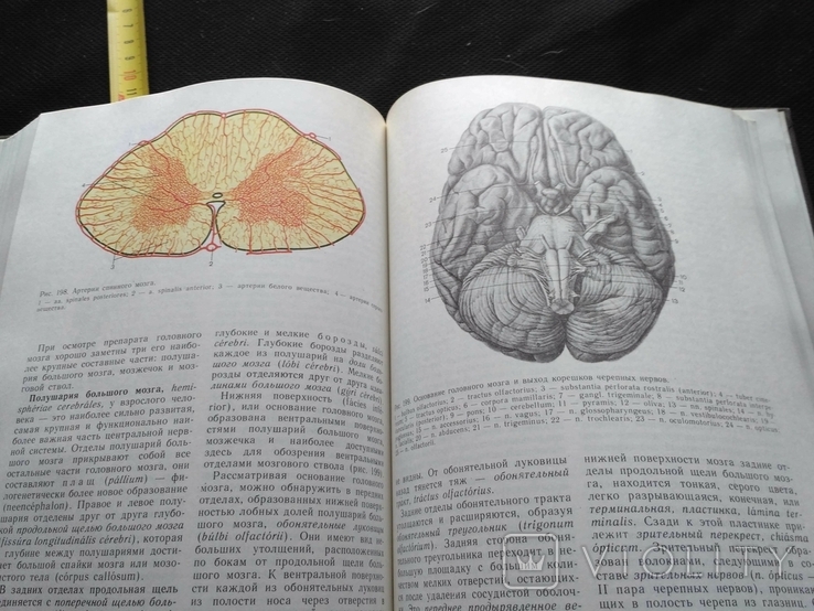 Анатомия человека 2 том 1985, фото №11