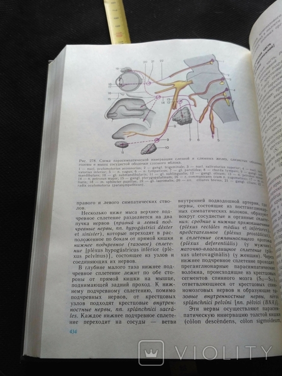 Анатомия человека 2 том 1985, фото №13