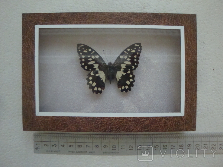 " Бабочка " сувенир, фото №2