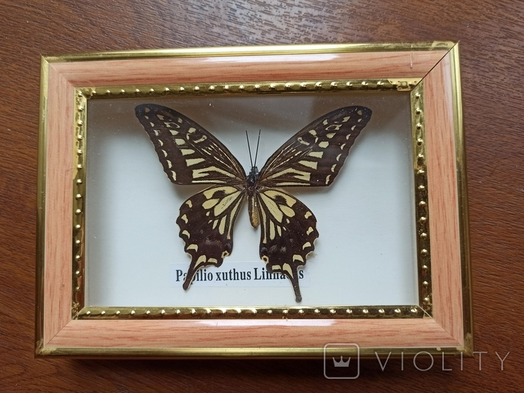 Бабочка Papilio xuthus linnaeus. Лот 6., фото №2