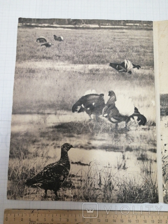 1959. Палітурка журн. "Охота и охотничье хозяйство" №5 1959. На запасні частини., фото №13