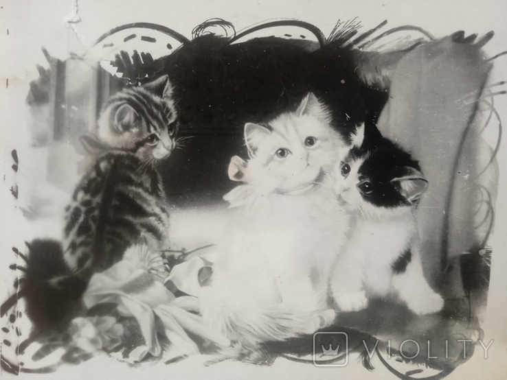 Kittens cat kitten cat vintage photo 1949, photo number 2