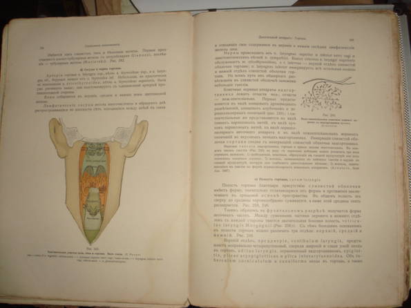 Раубер.Руководство анатомии человека.Внутренности.СПб.Риккера.1911прижизненное изданиег., фото №9