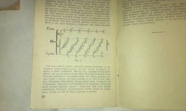 Брошюра огурцы-помидоры, фото №4