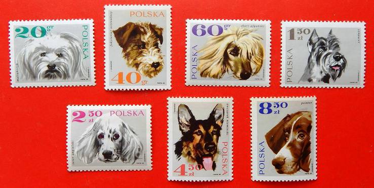 Серія "Породи собак". Польша. 1969р. MNH., фото №2