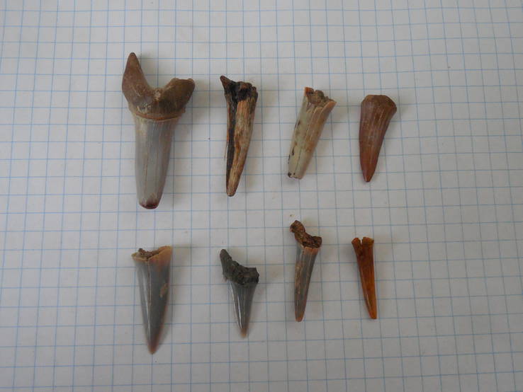 Зубы ископаемой акулы 8 шт., фото №2