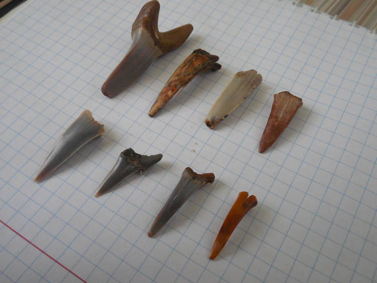 Зубы ископаемой акулы 8 шт., фото №10