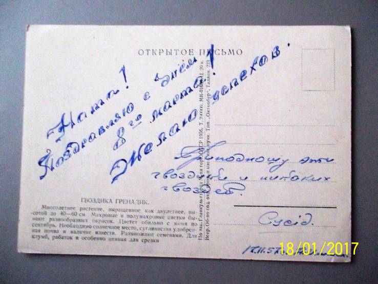 Листівка 1957 року.Гвоздіки., фото №3