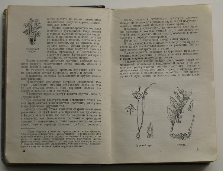 Верзилин Н., Путешествия с домашними растениями. 1949г., фото №5