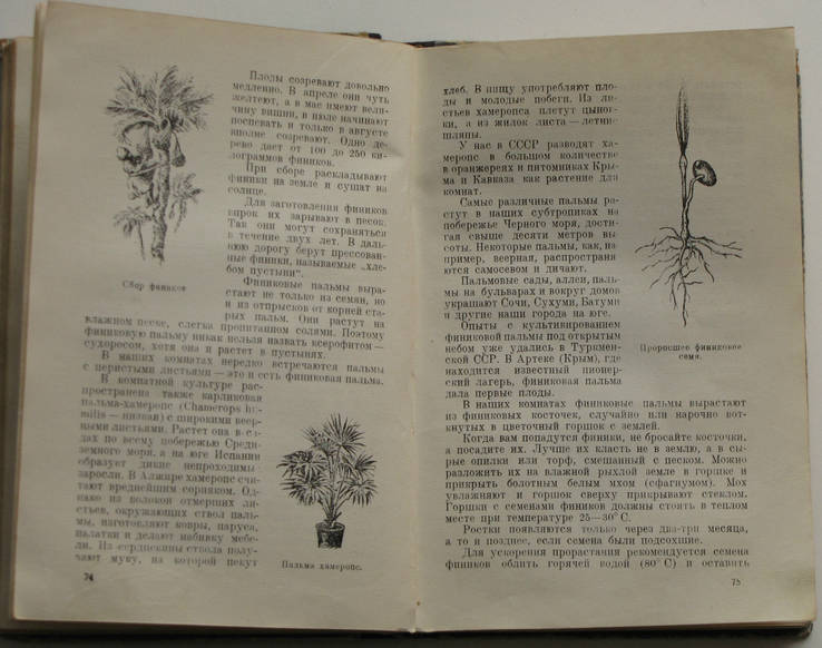 Верзилин Н., Путешествия с домашними растениями. 1949г., фото №6