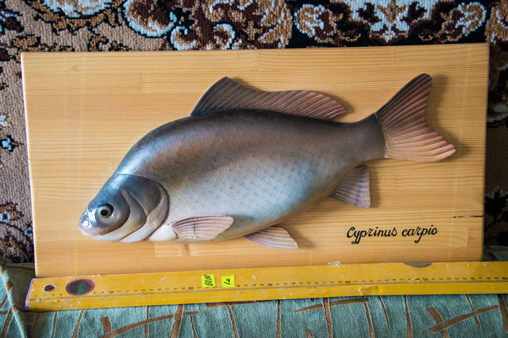 Рыба ‘‘Cyprinus Carpio’’ ручная работа., фото №2