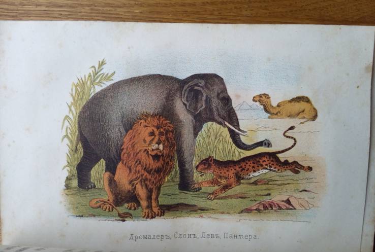 Естественная история 1866г. С цветными рисунками., фото №8