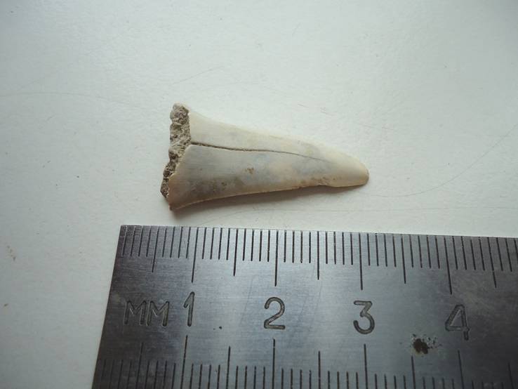Окаменевший зуб акул.40-60 мил.лет назад., фото №3