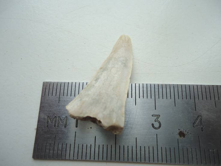 Окаменевший зуб акул.40-60 мил.лет назад., фото №4