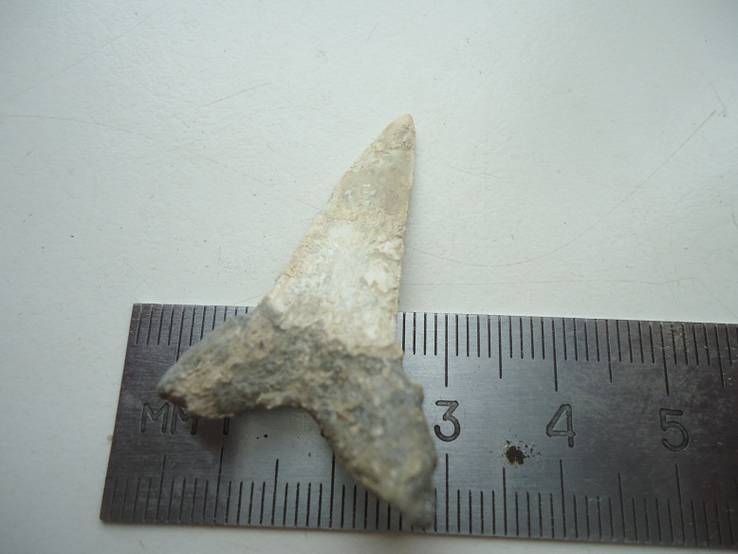 Окаменевший зуб акул.40-60 мил.лет назад., фото №3