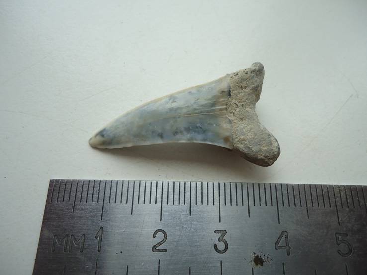 Окаменевший зуб акул.40-60 мил.лет назад.