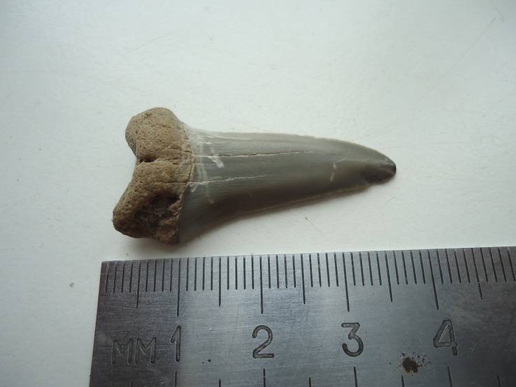 Окаменевший зуб акул.40-60 мил.лет назад., фото №4
