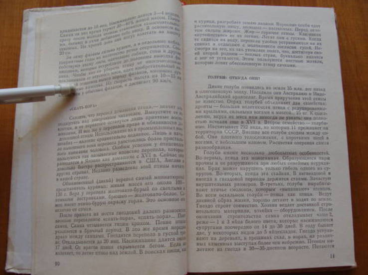 Птицы на Вашем дворе. А.А.Осадчий.  (2)., фото №5