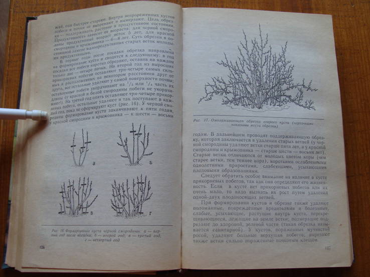 На приусадебном участке. Советы садоводу и огороднику., фото №6