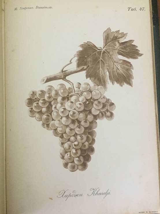 1909 Общее виноделие, фото №7