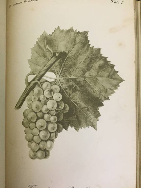1909 Общее виноделие, фото №10