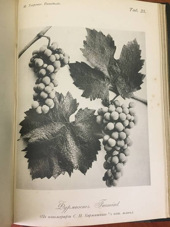 1909 Общее виноделие, фото №11