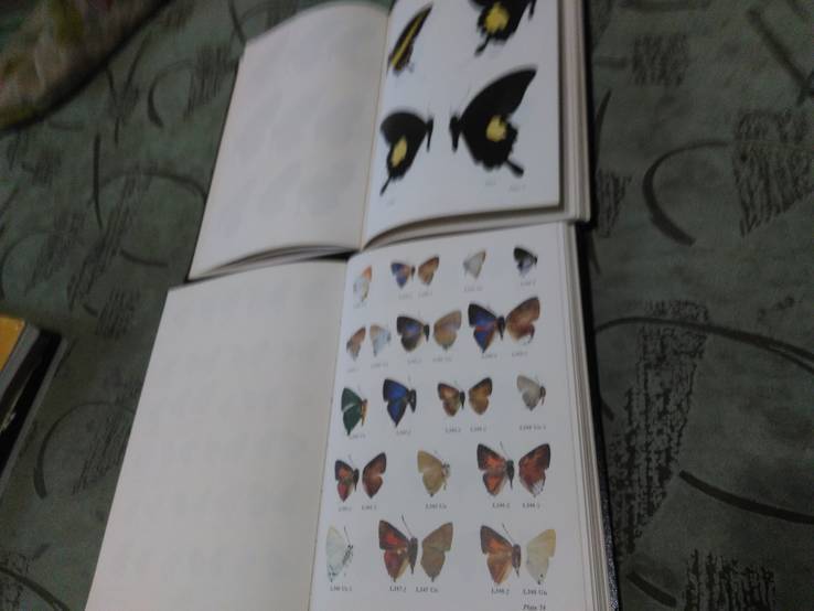 Butterflies of West Malaysia &amp; Singapore 1-2 том Бабочки Западной Малайзии и Сингапуре, фото №4